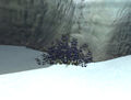 Thumbnail for version as of 16:36, 28 December 2014